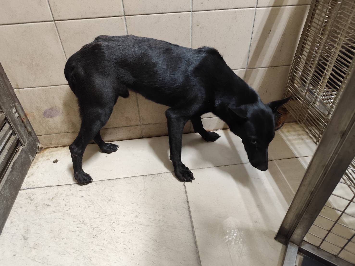 高雄市已領養狗 混種犬