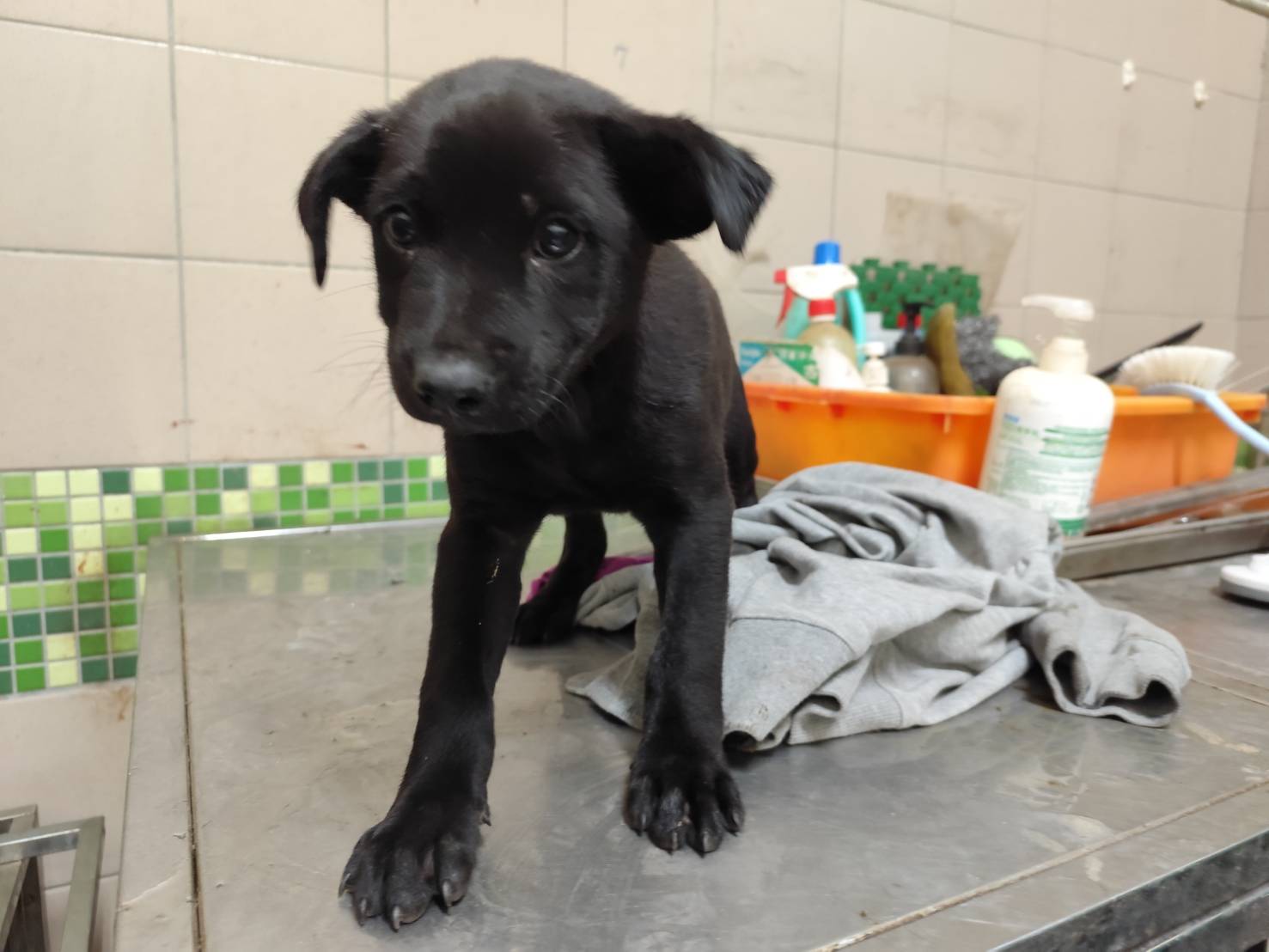 高雄市已領養狗 混種犬