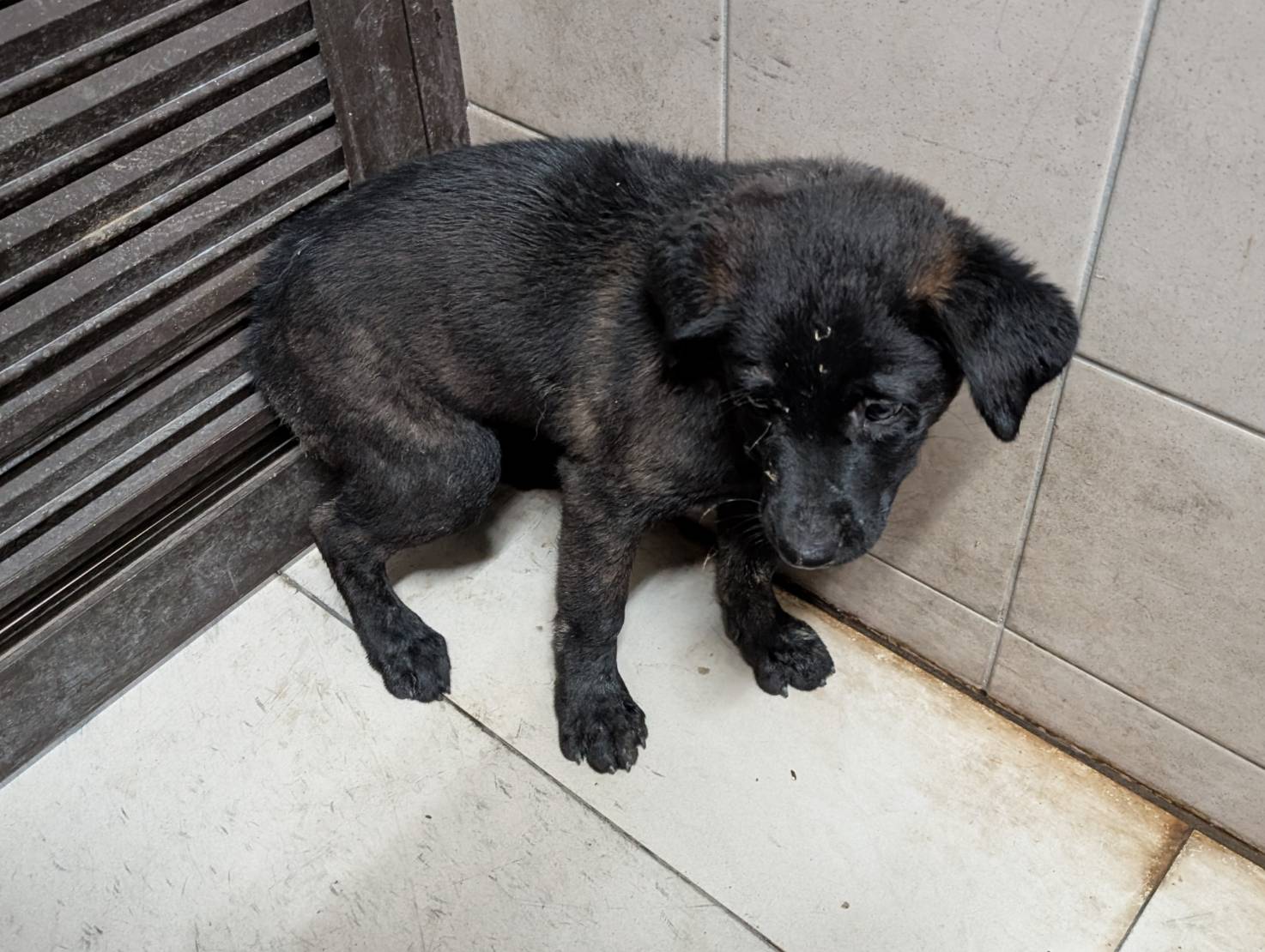 高雄市已領養狗 混種犬