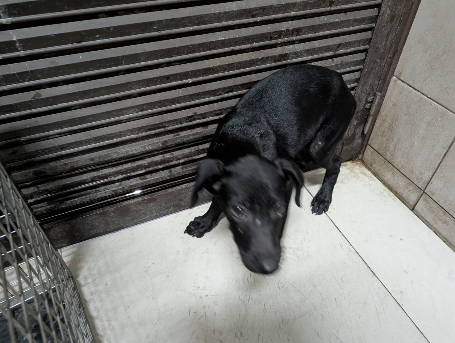 高雄市已領養狗 混種犬