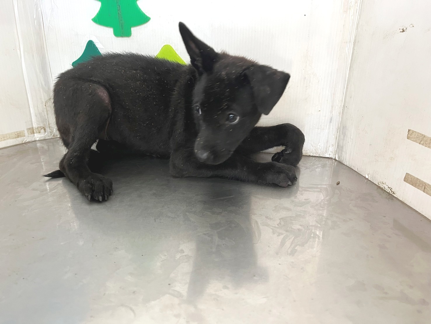 高雄市已領養狗 混種犬