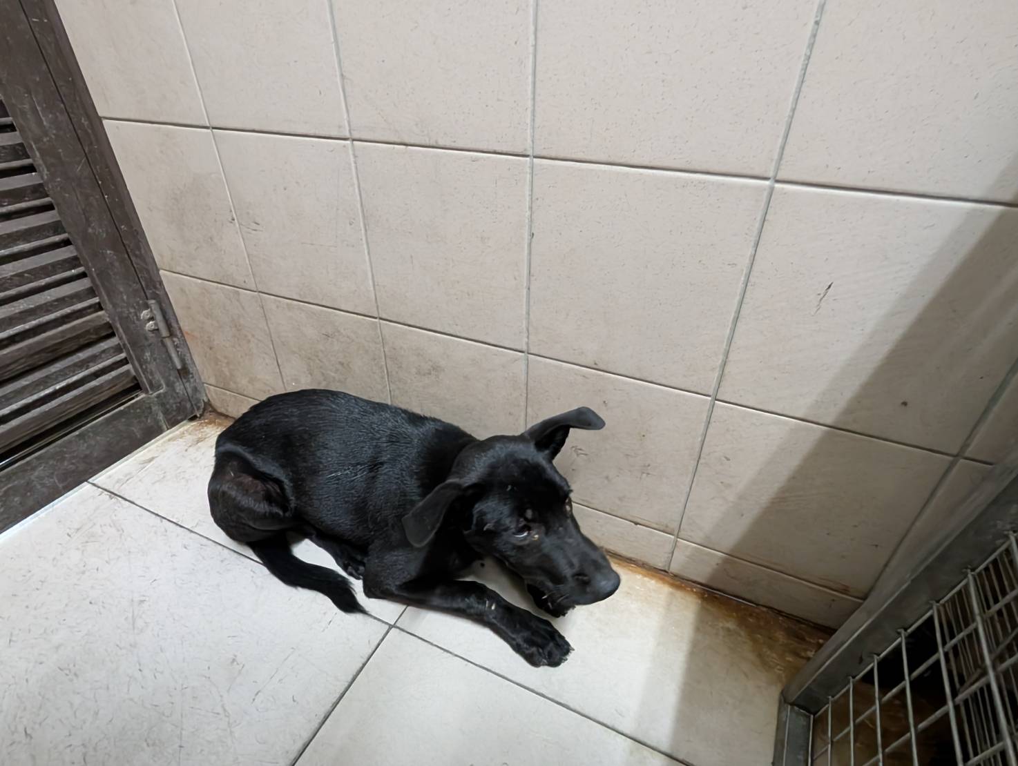 高雄市已領養狗 混種犬