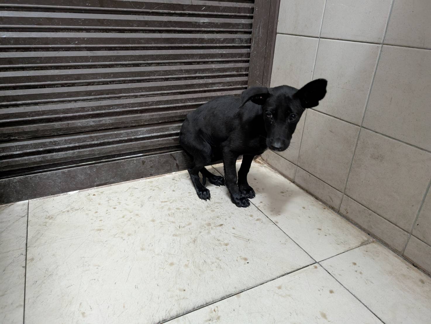 高雄市已領養狗 混種犬