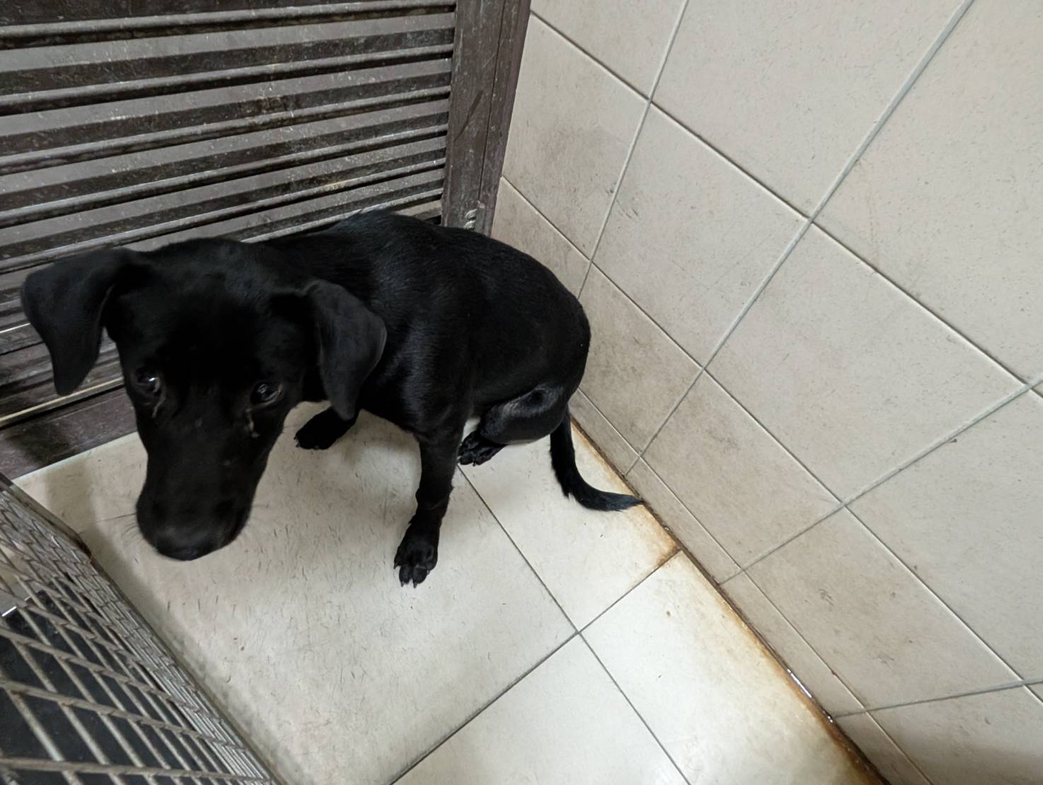 高雄市已領養狗 混種犬