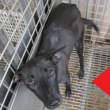 高雄市已領養狗 混種犬