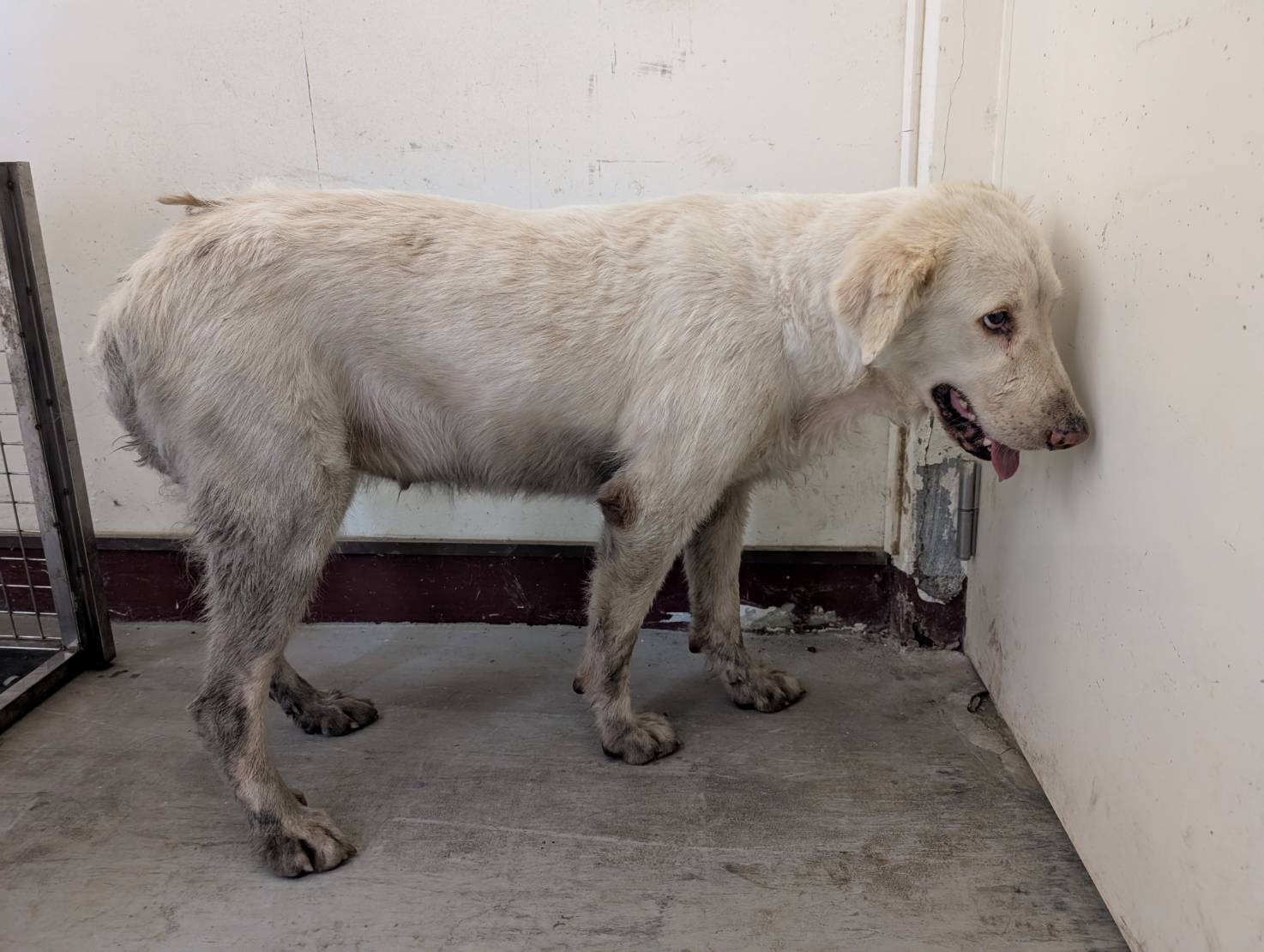 高雄市已領養狗 混種犬