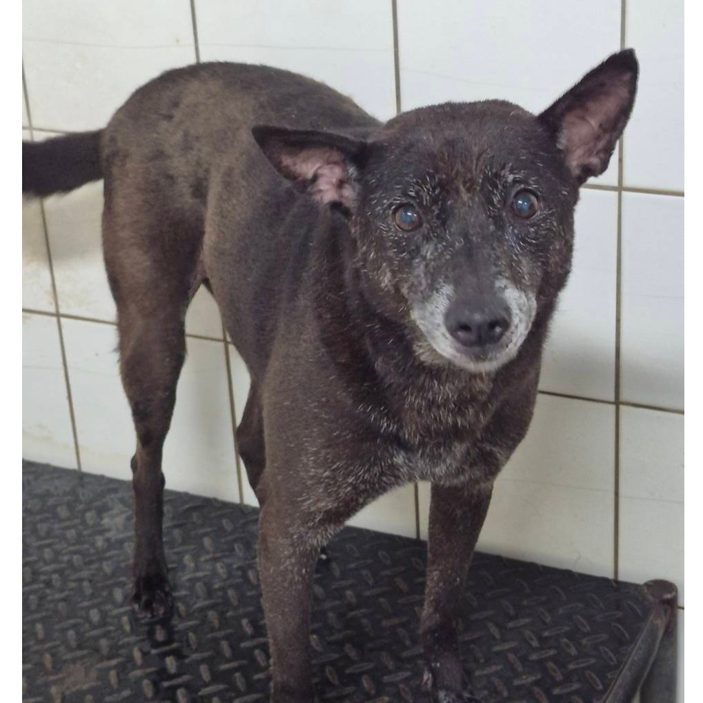 新北市已領養狗 混種犬