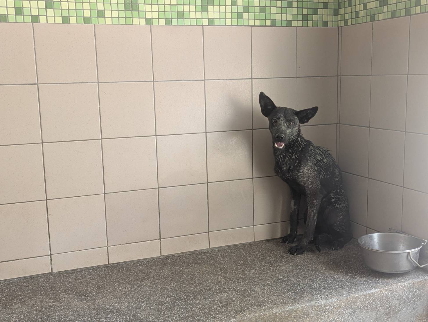 高雄市已領養狗 混種犬