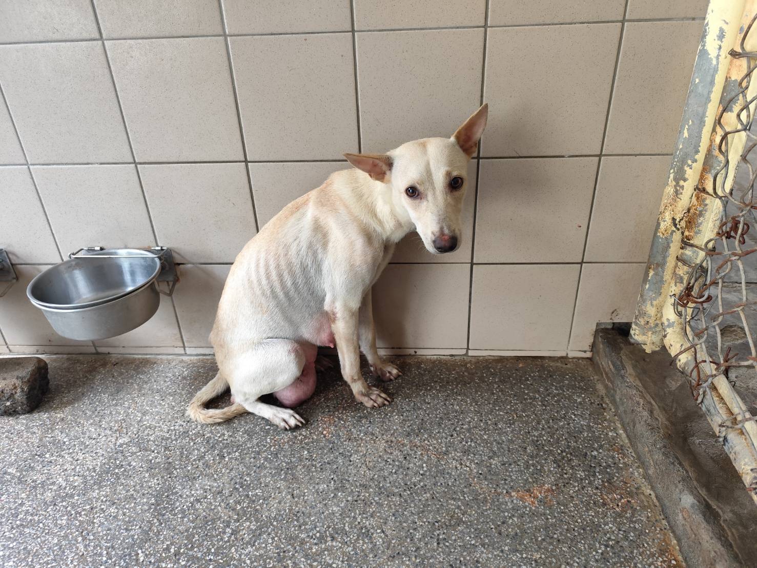 高雄市已領養狗 混種犬