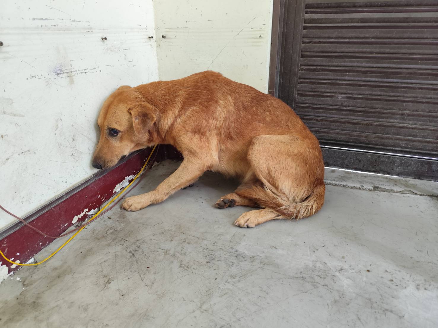 高雄市已領養狗 混種犬