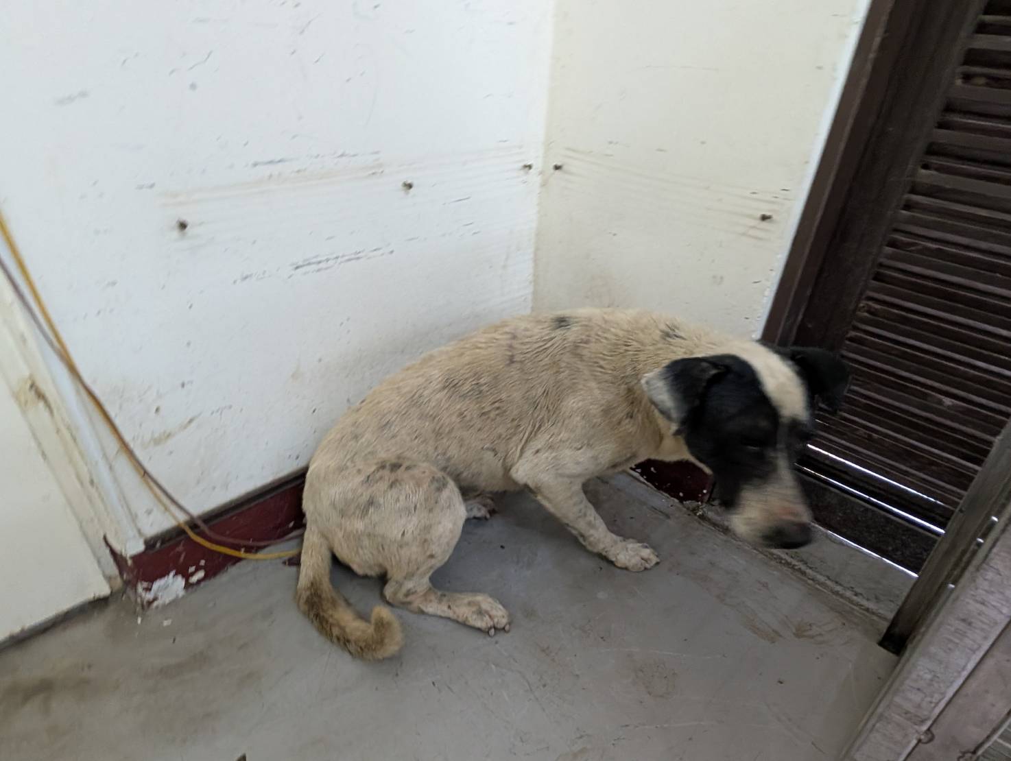 高雄市已領養狗 混種犬