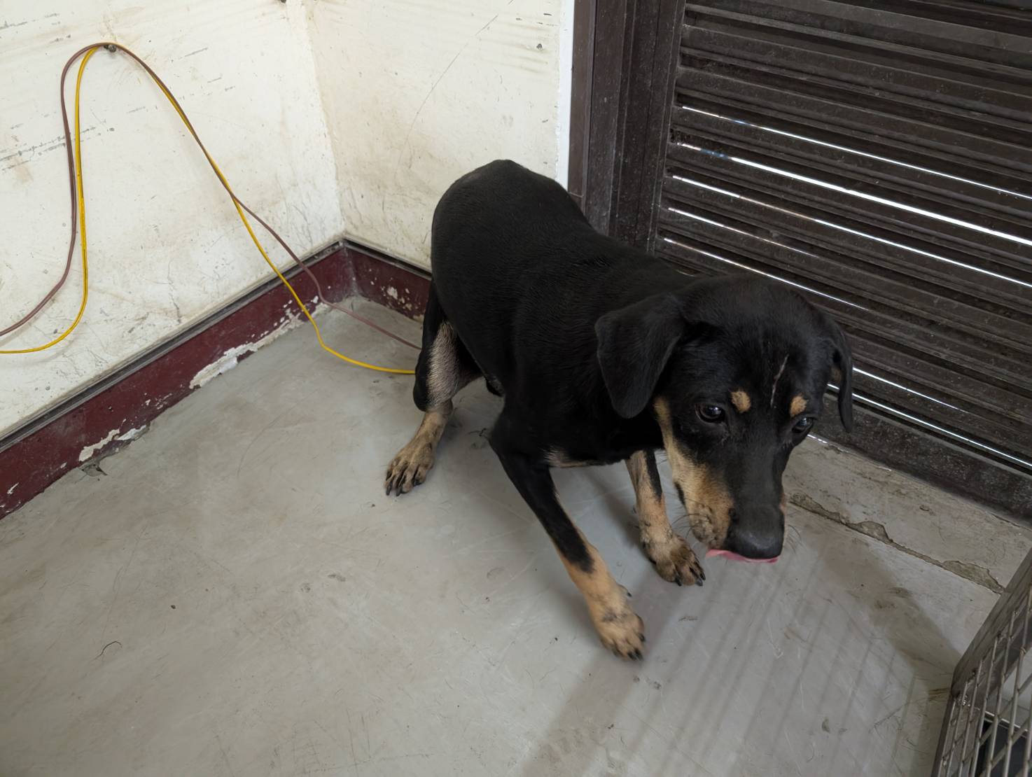 高雄市已領養狗 混種犬