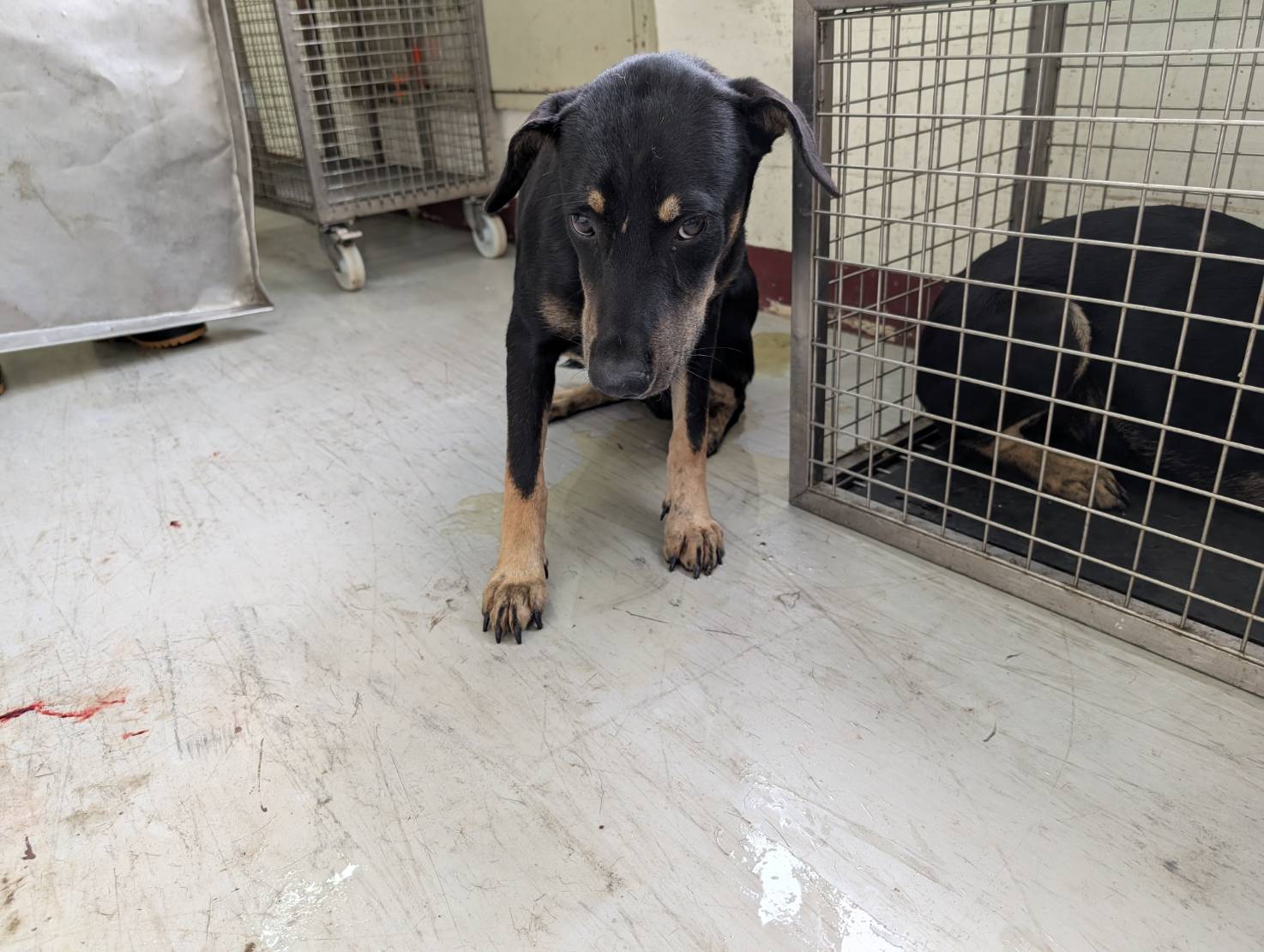 高雄市已領養狗 混種犬