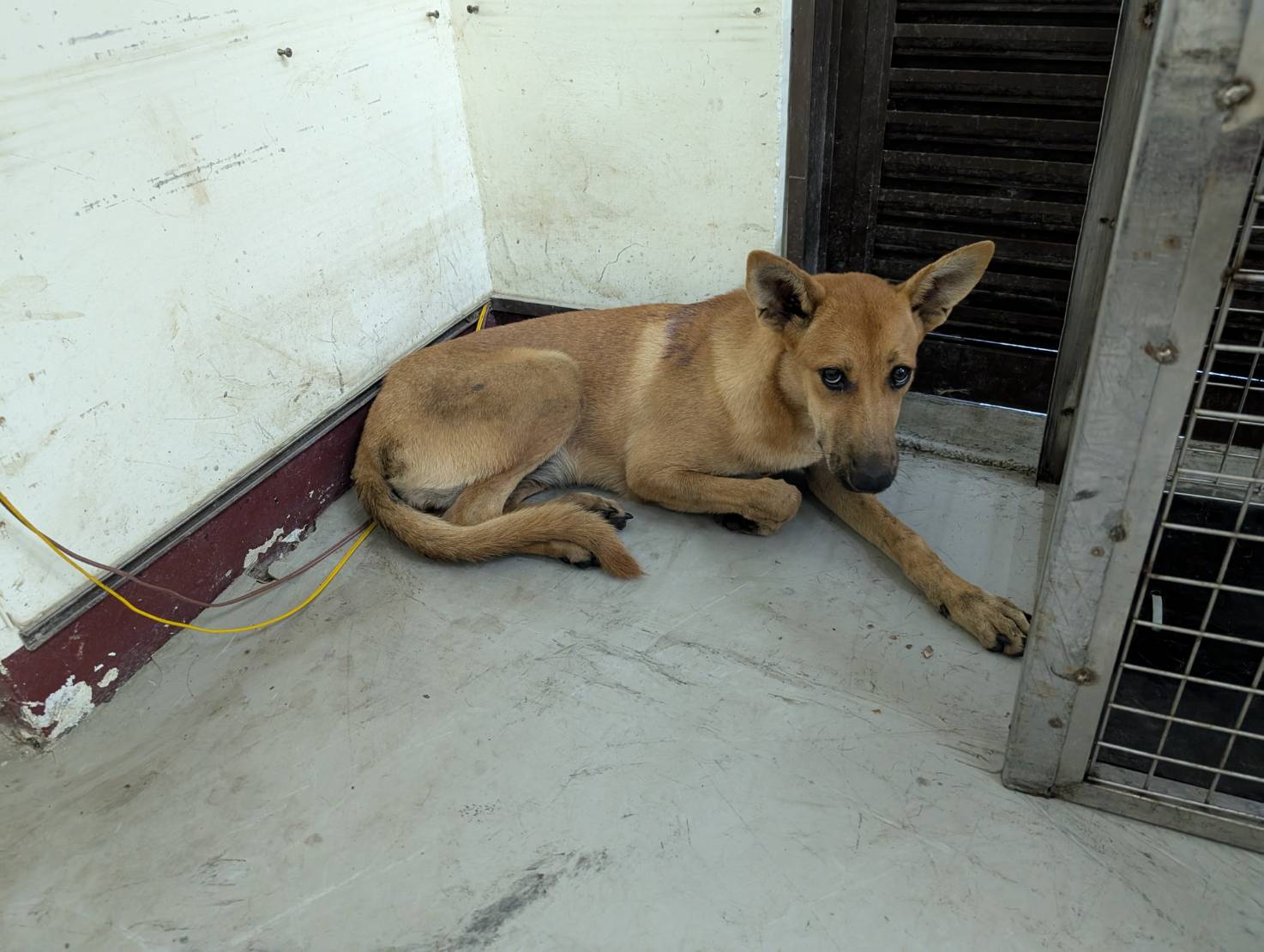 高雄市已領養狗 混種犬