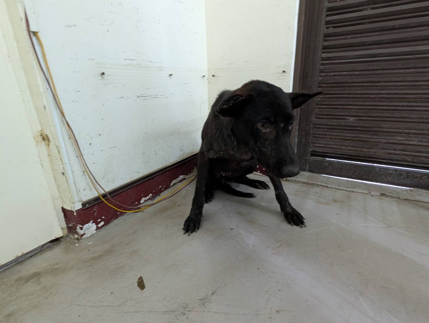 高雄市已領養狗 混種犬