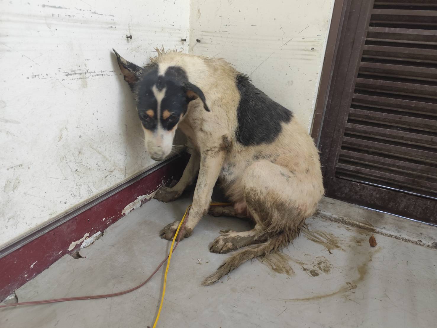 高雄市已領養狗 混種犬