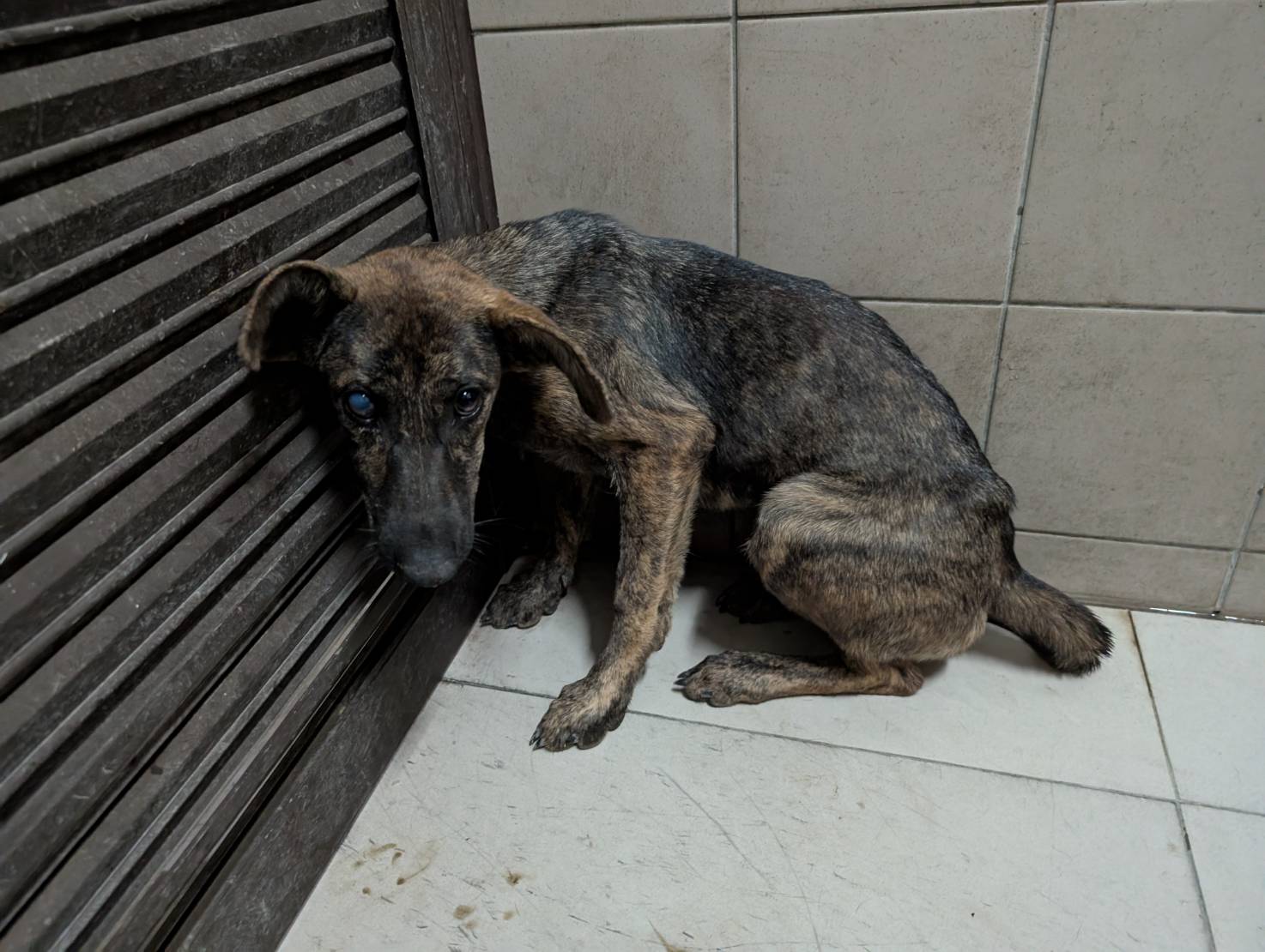 高雄市已領養狗 混種犬