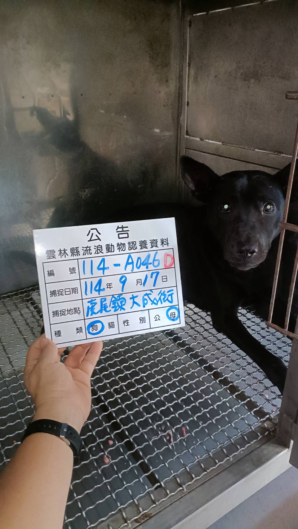 雲林縣已領養狗 混種犬