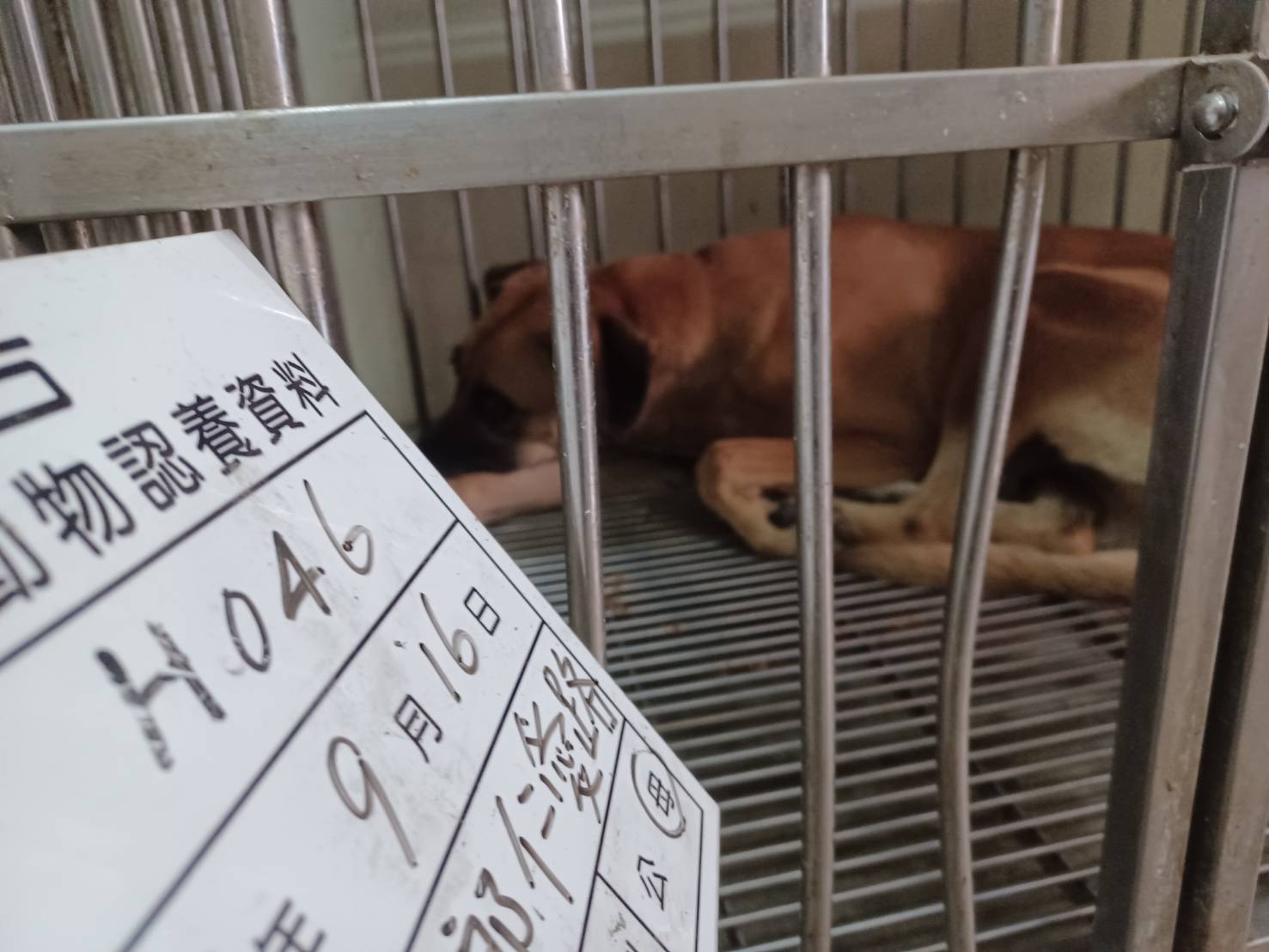雲林縣已領養狗 混種犬