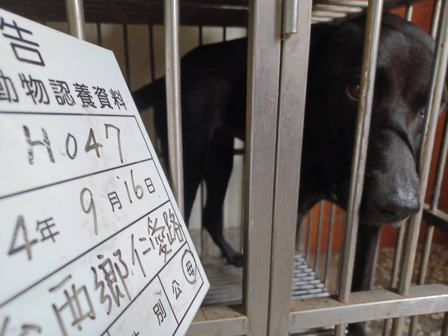 雲林縣已領養狗 混種犬