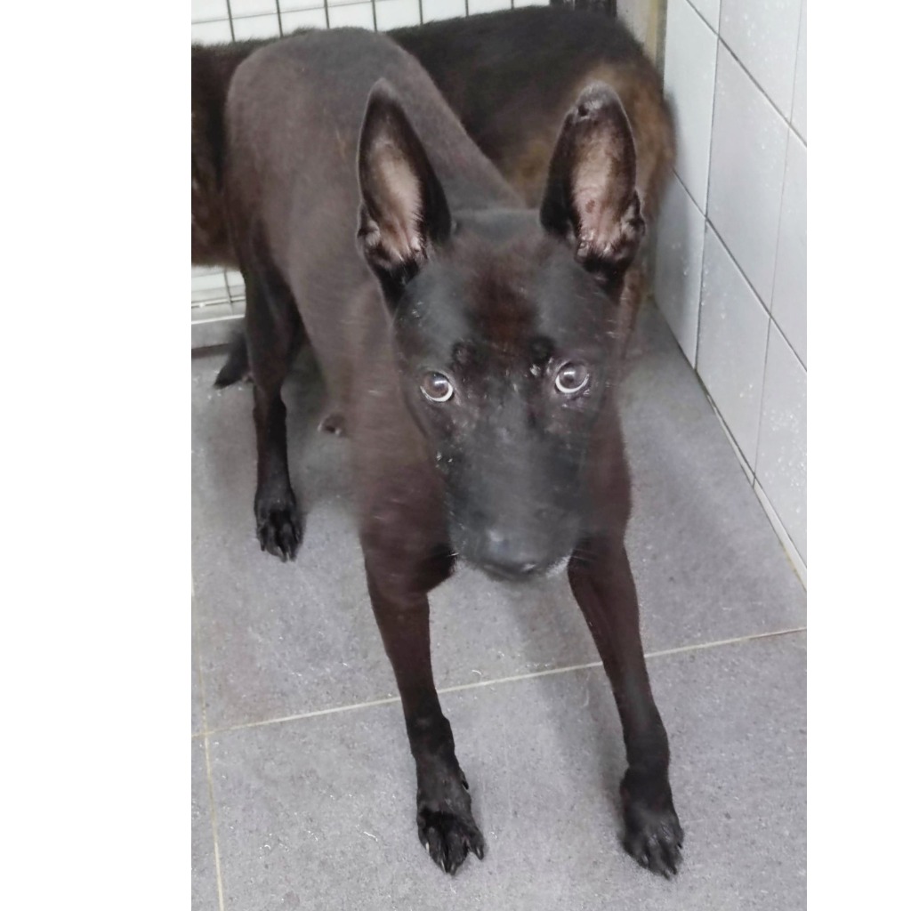 新北市已領養狗 混種犬