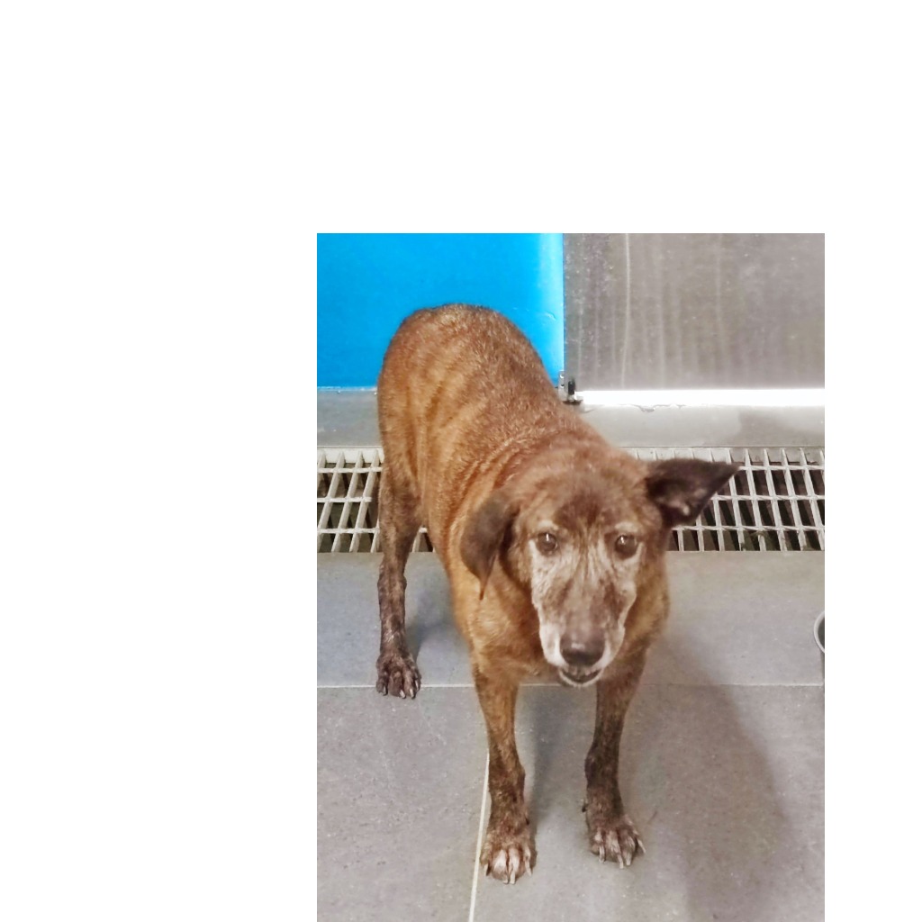 新北市已領養狗 混種犬