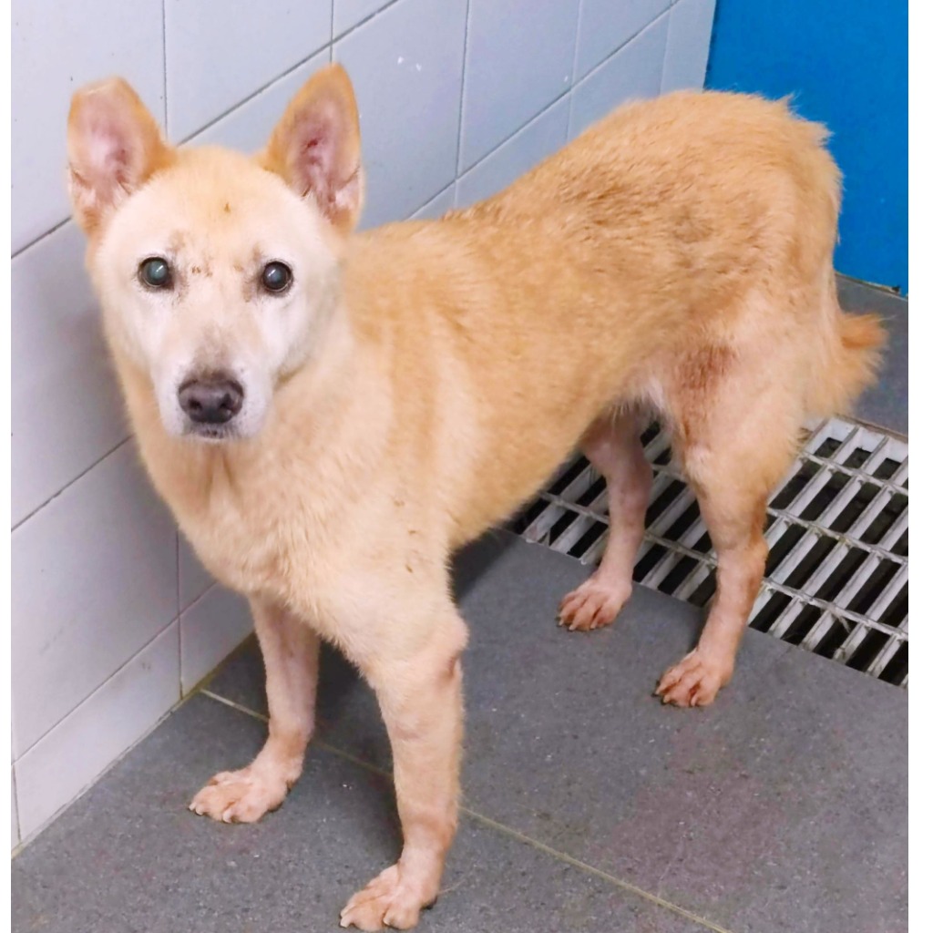 新北市已領養狗 混種犬