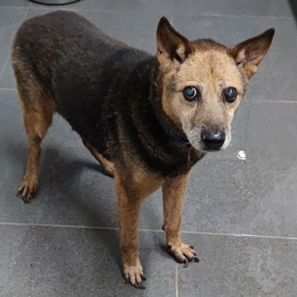 新北市已領養狗 混種犬