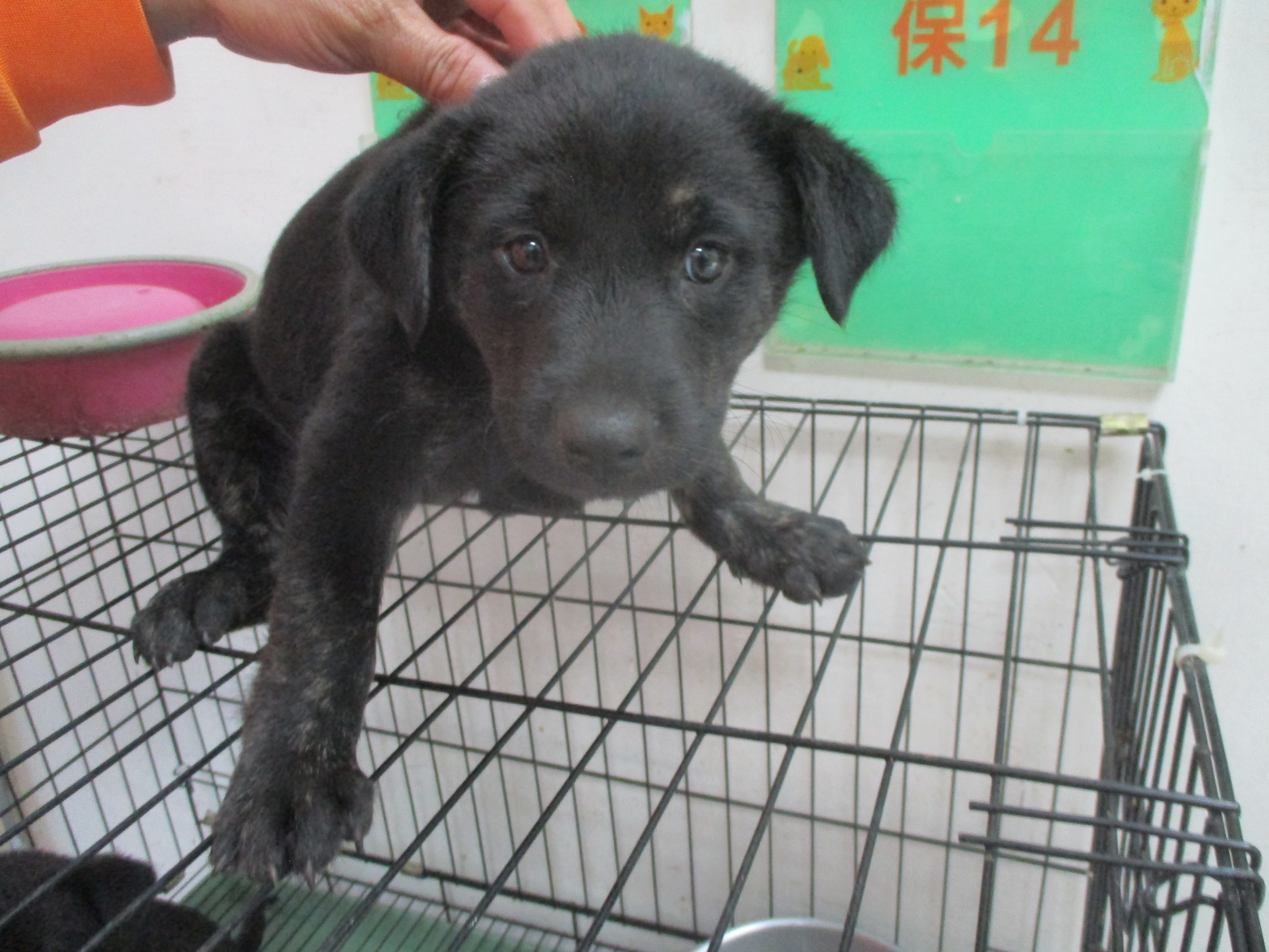 高雄市已領養狗 混種犬