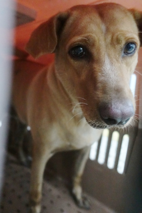 宜蘭縣已領養狗 混種犬