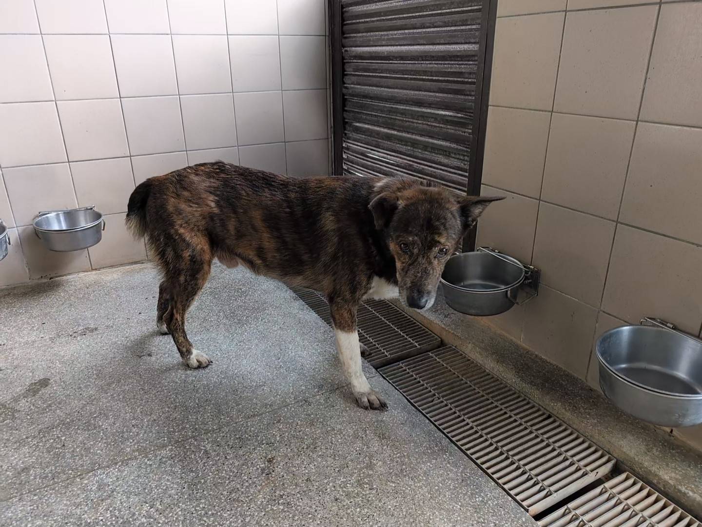高雄市已領養狗 混種犬
