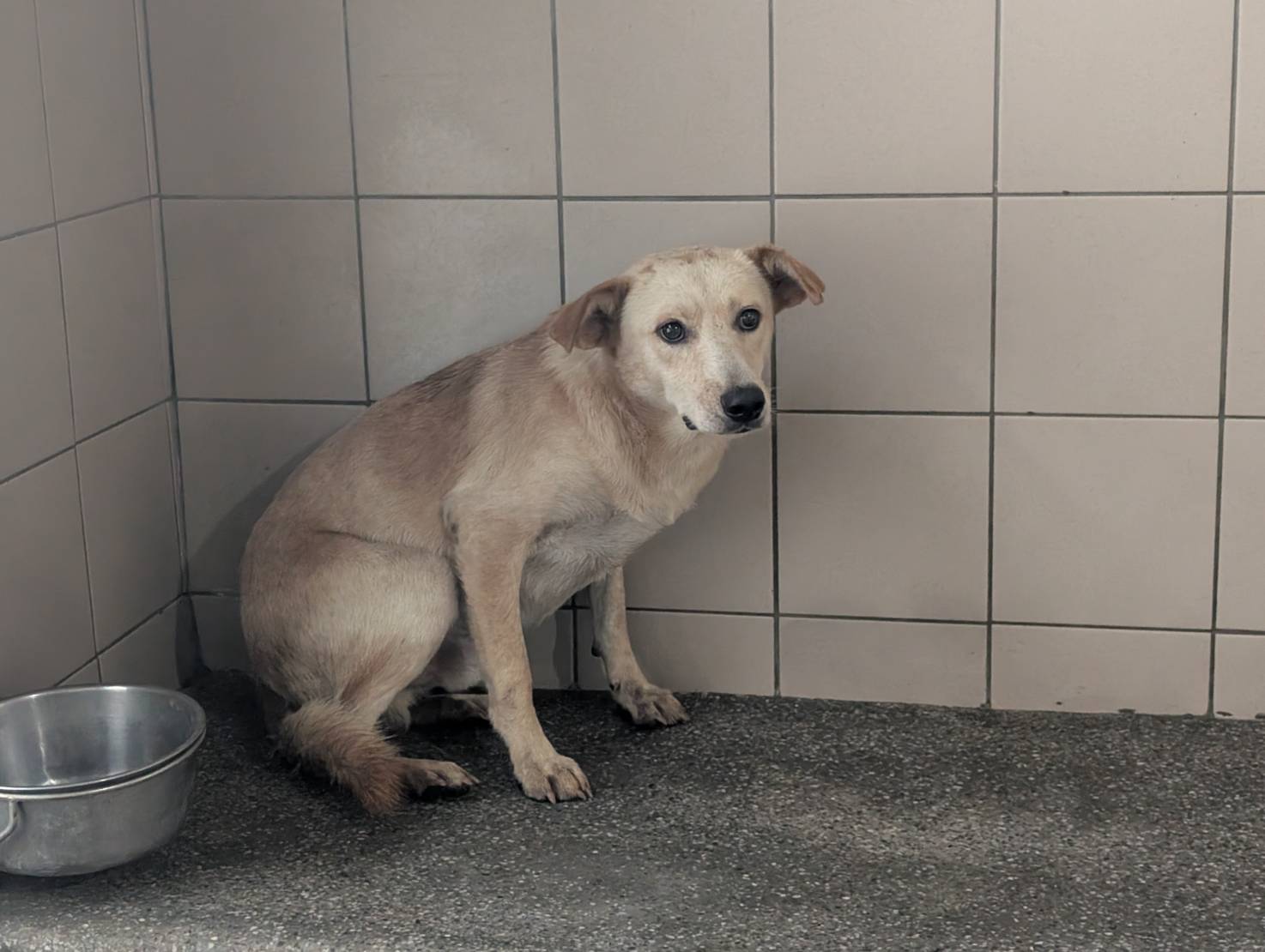 高雄市已領養狗 混種犬