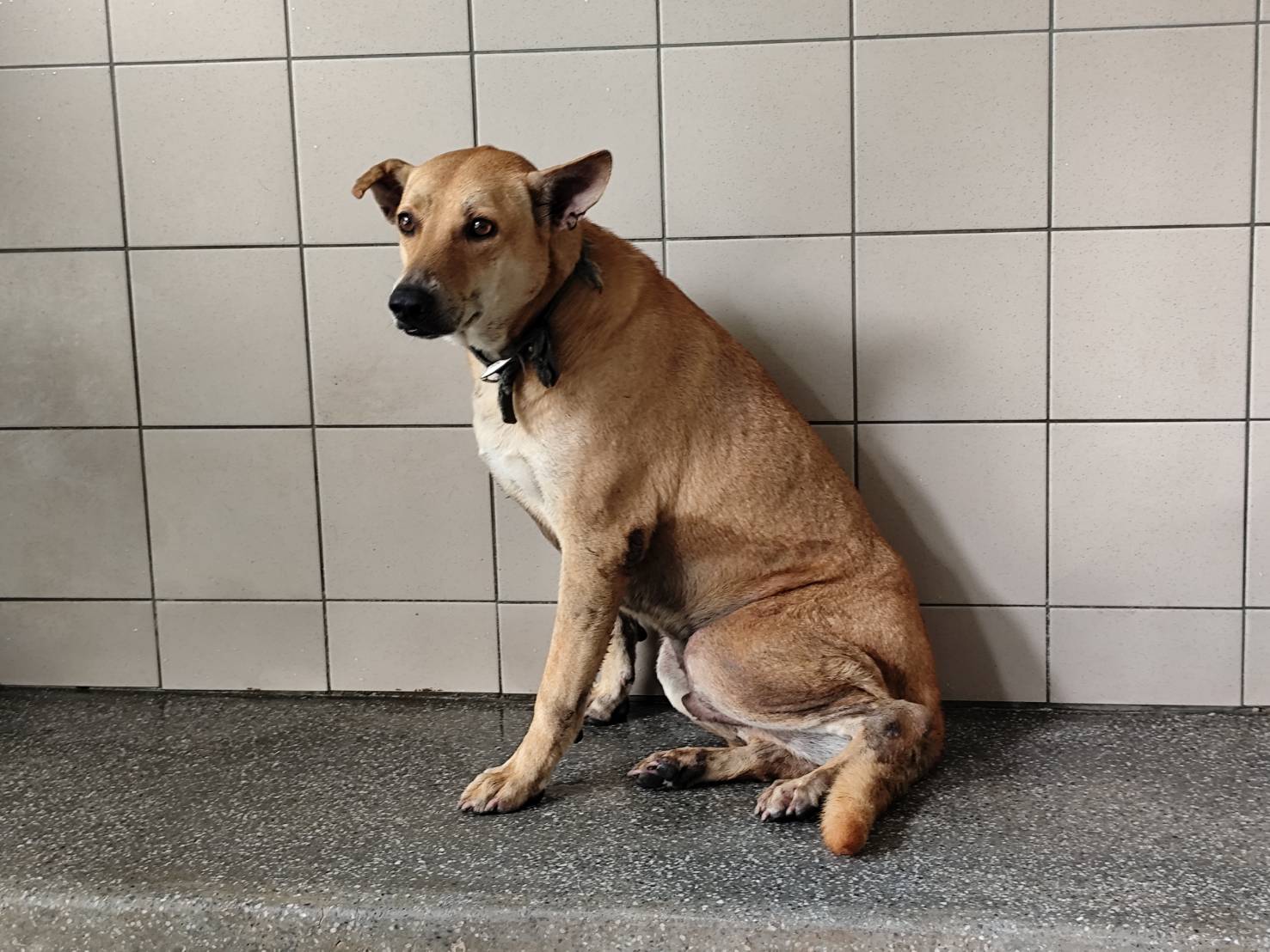 高雄市已領養狗 混種犬