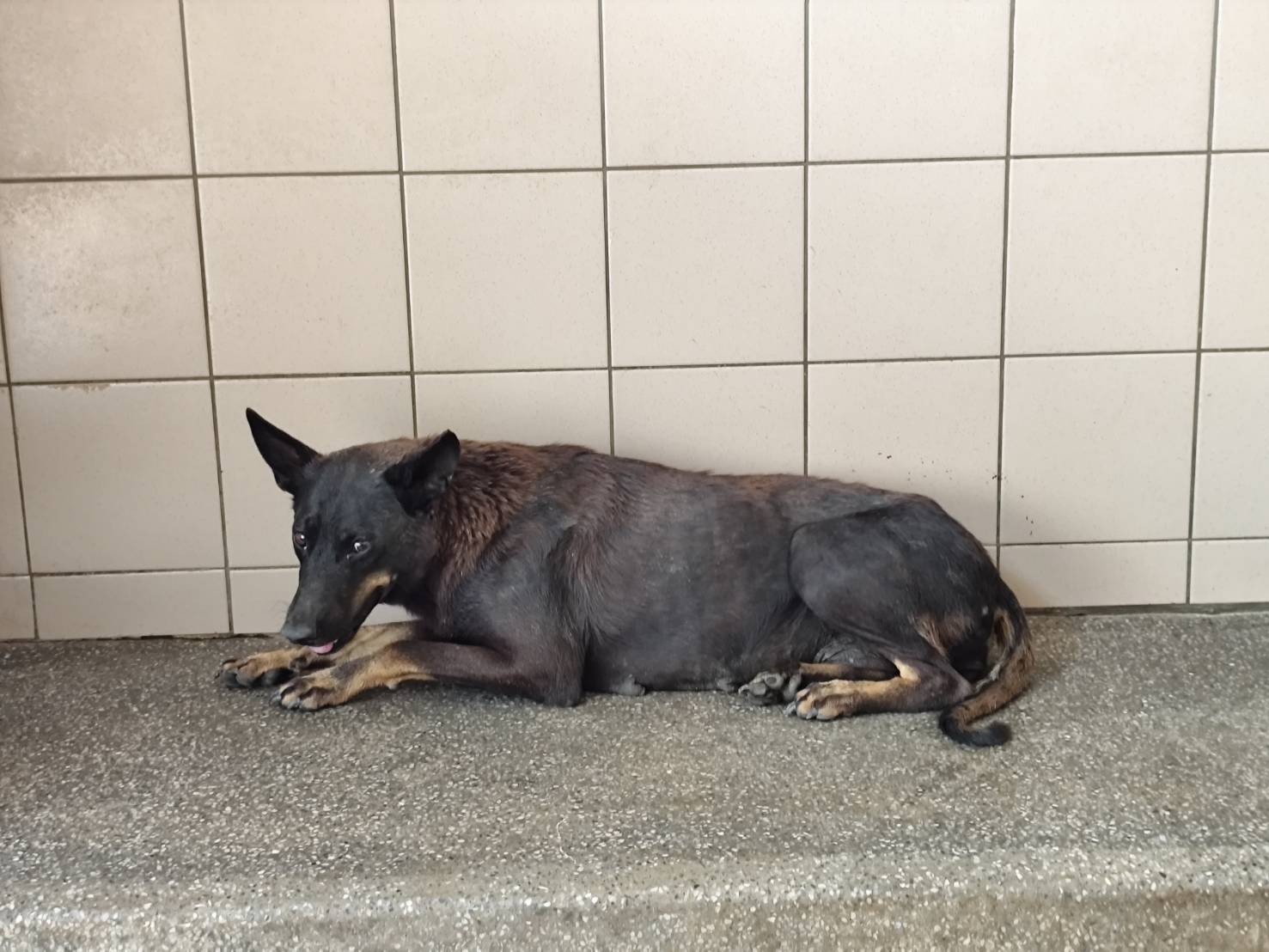 高雄市已領養狗 混種犬