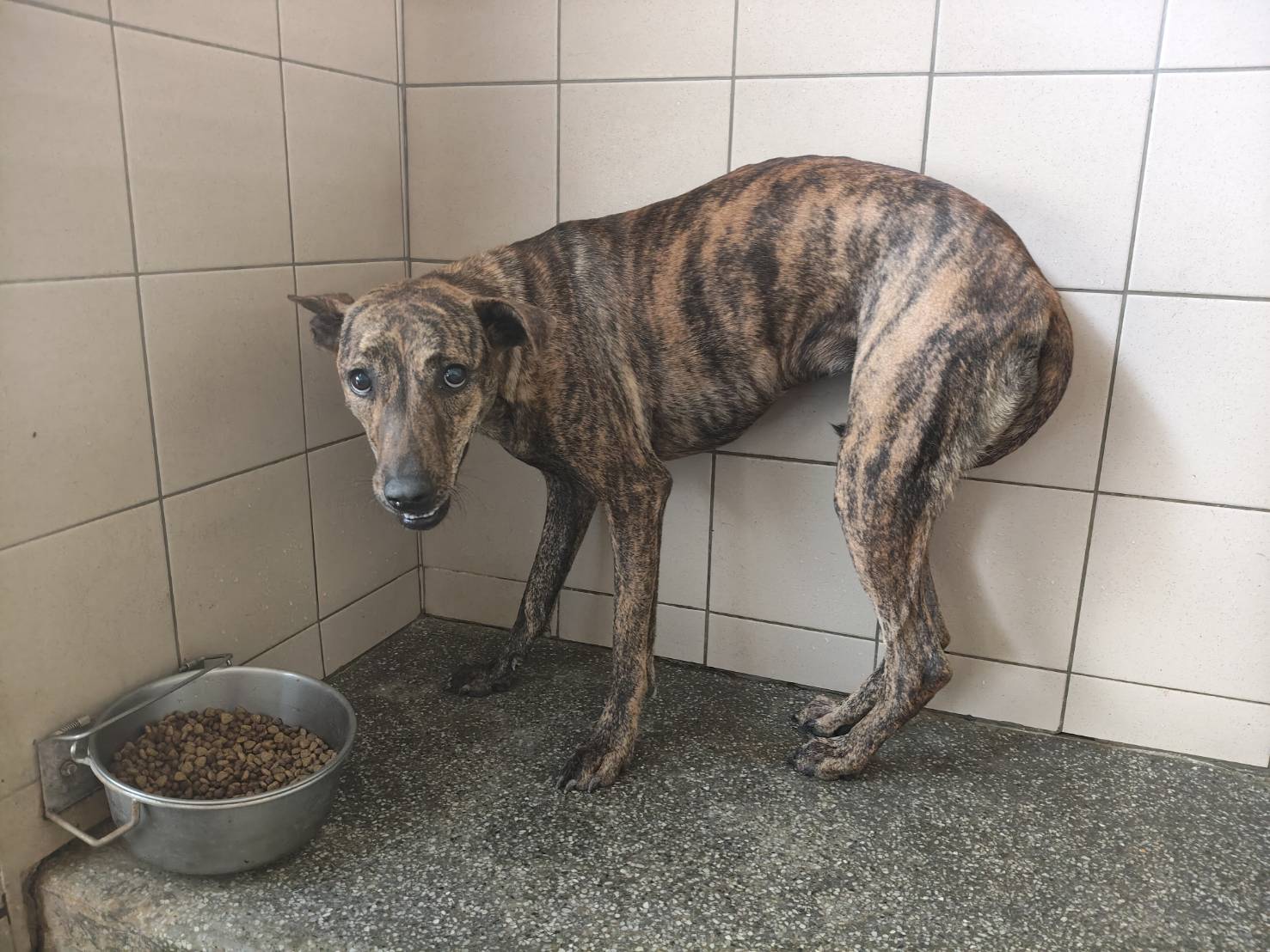高雄市已領養狗 混種犬