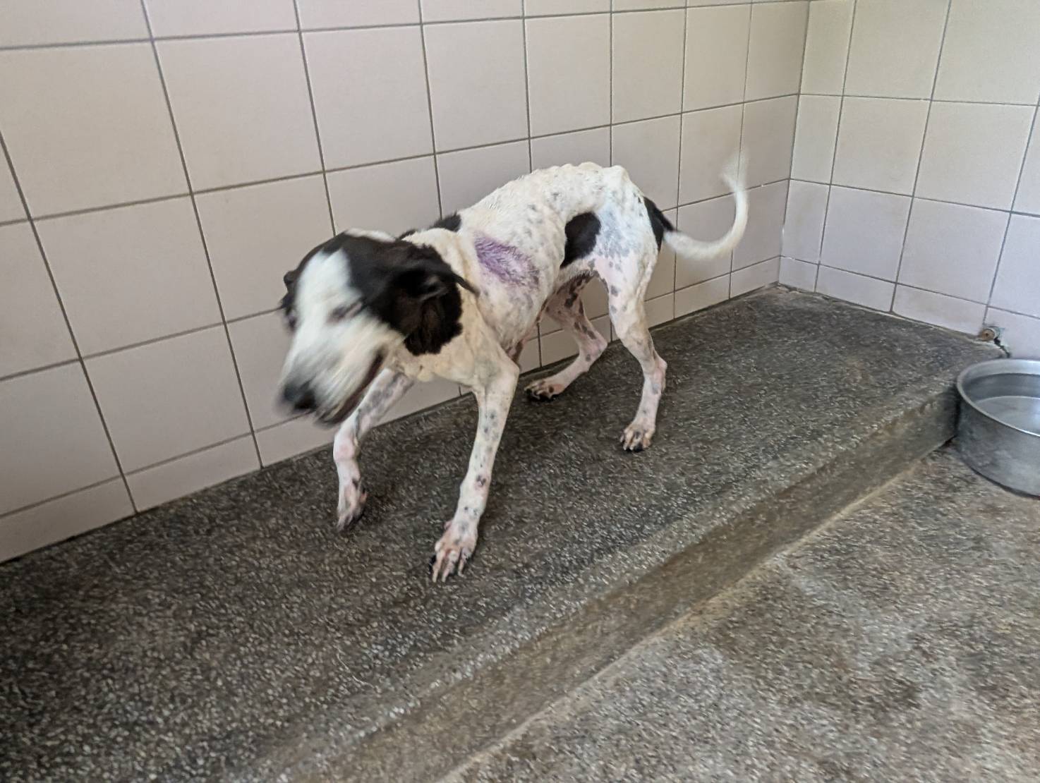 高雄市已領養狗 混種犬