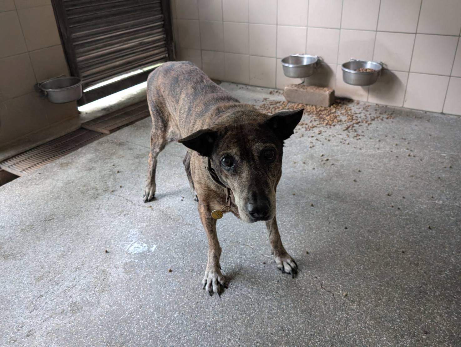 高雄市待認養狗 混種犬