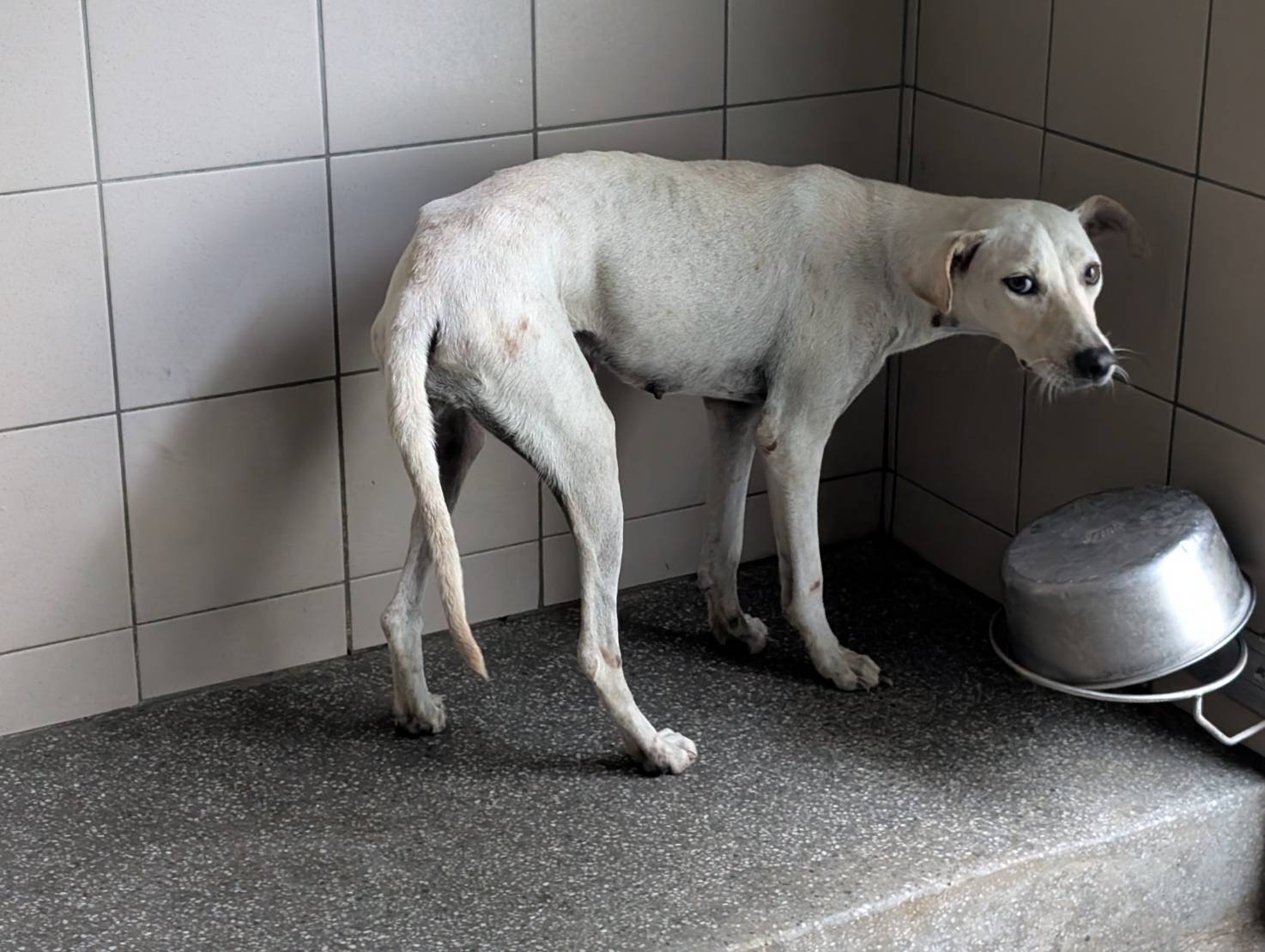 高雄市已領養狗 混種犬