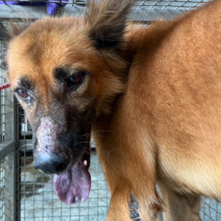 台南市已領養狗 混種犬