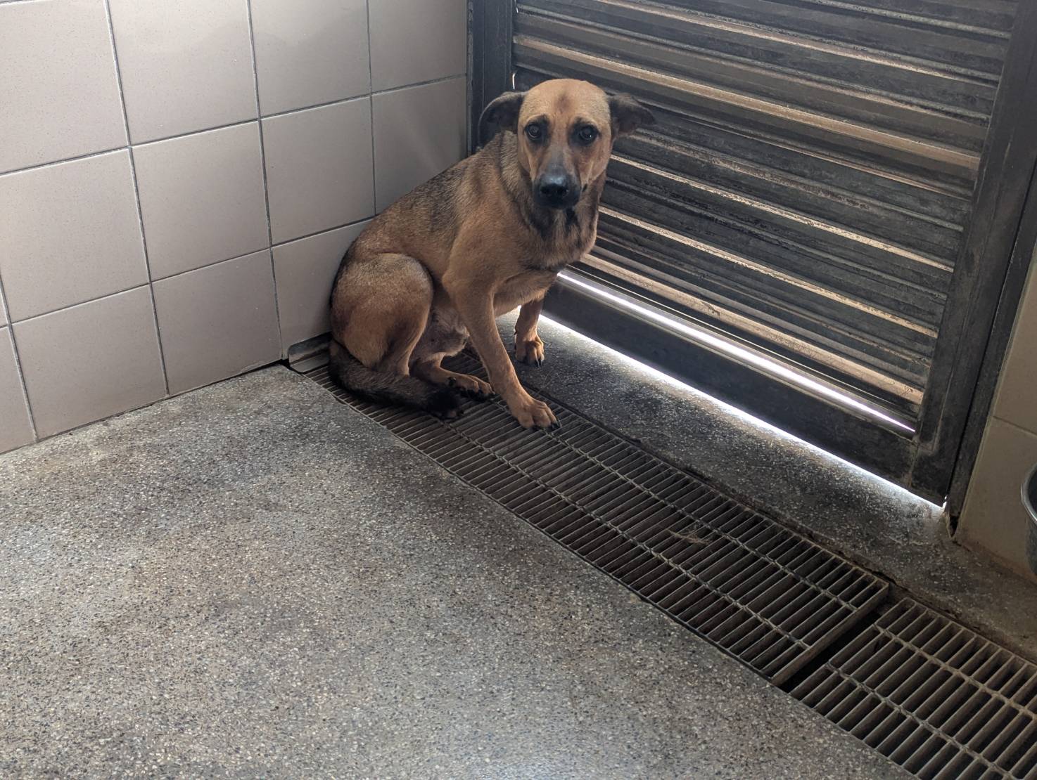 高雄市已領養狗 混種犬