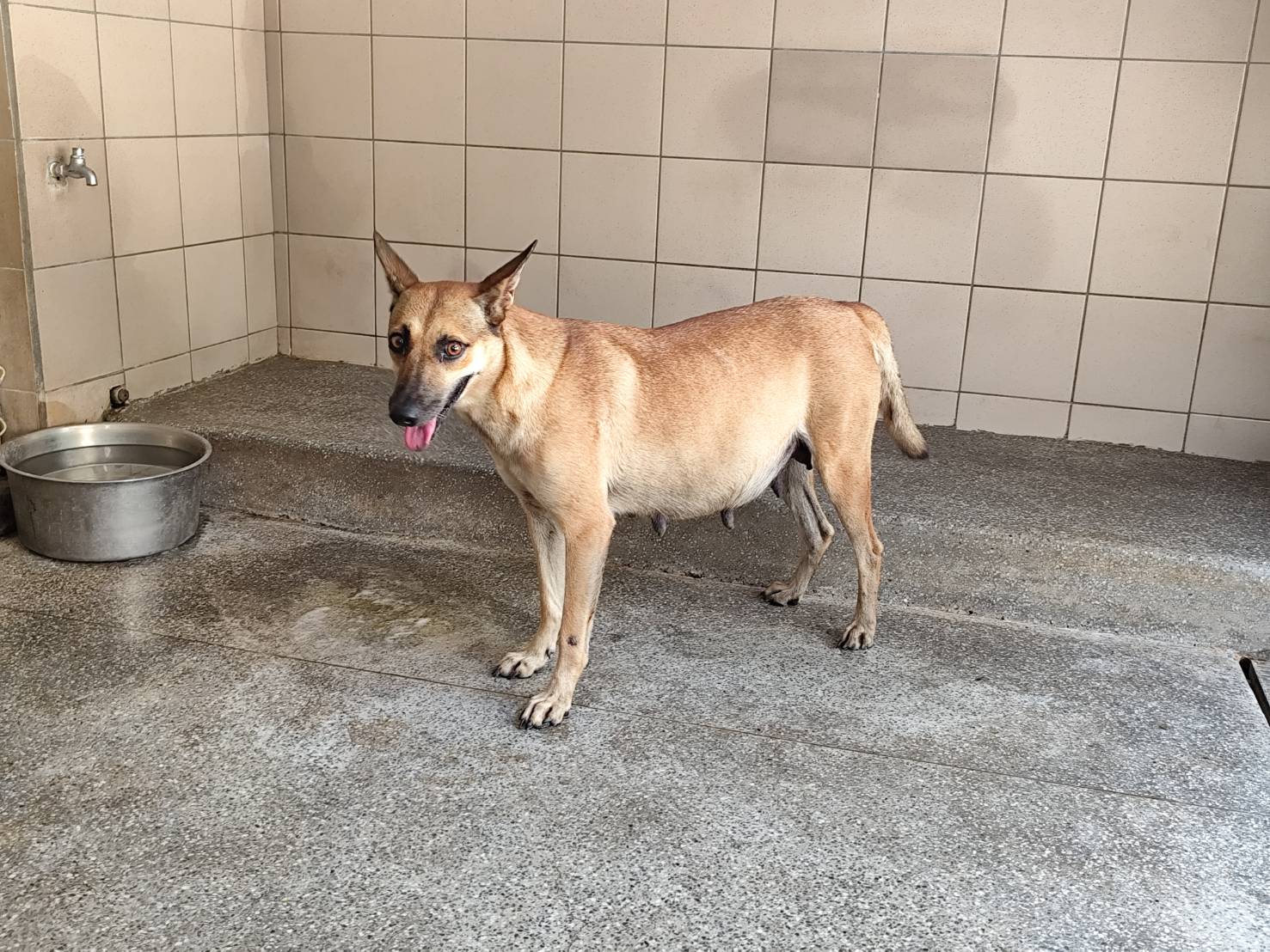 高雄市已領養狗 混種犬