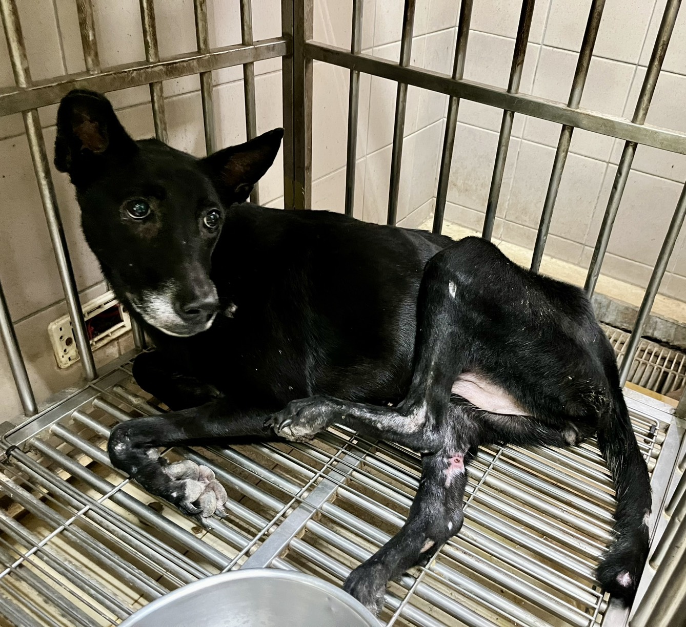 高雄市已領養狗 混種犬