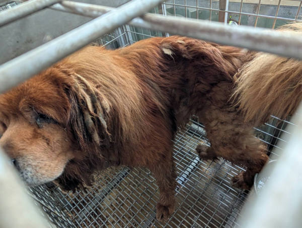 高雄市待認養狗 西藏獒犬