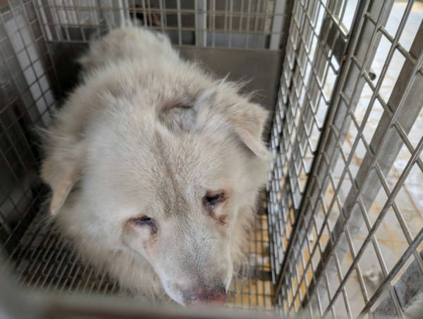 高雄市待認養狗 獒犬