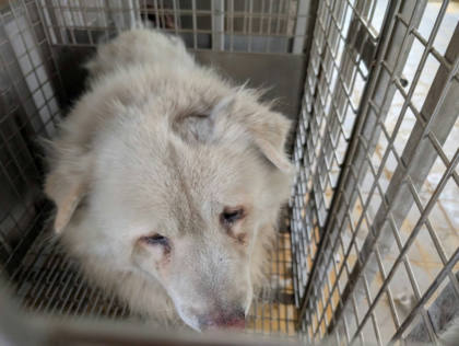 高雄市待認養狗｜獒犬｜白色｜公