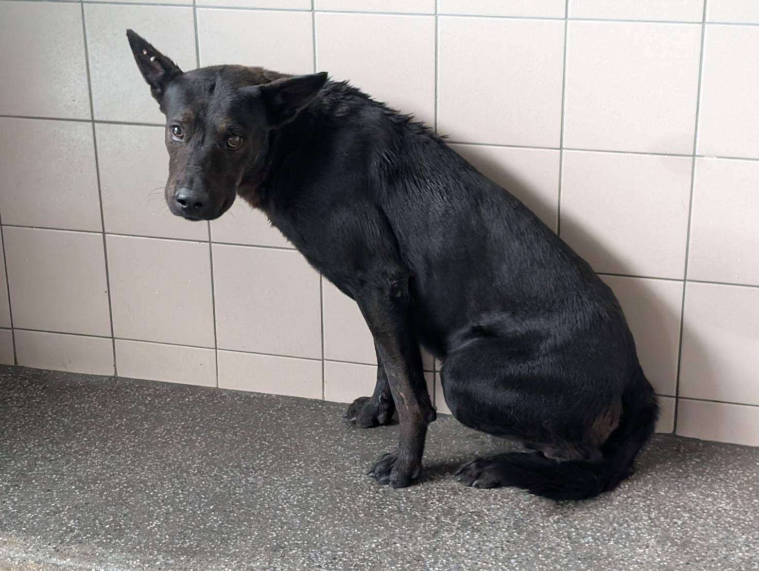 高雄市已領養狗 混種犬
