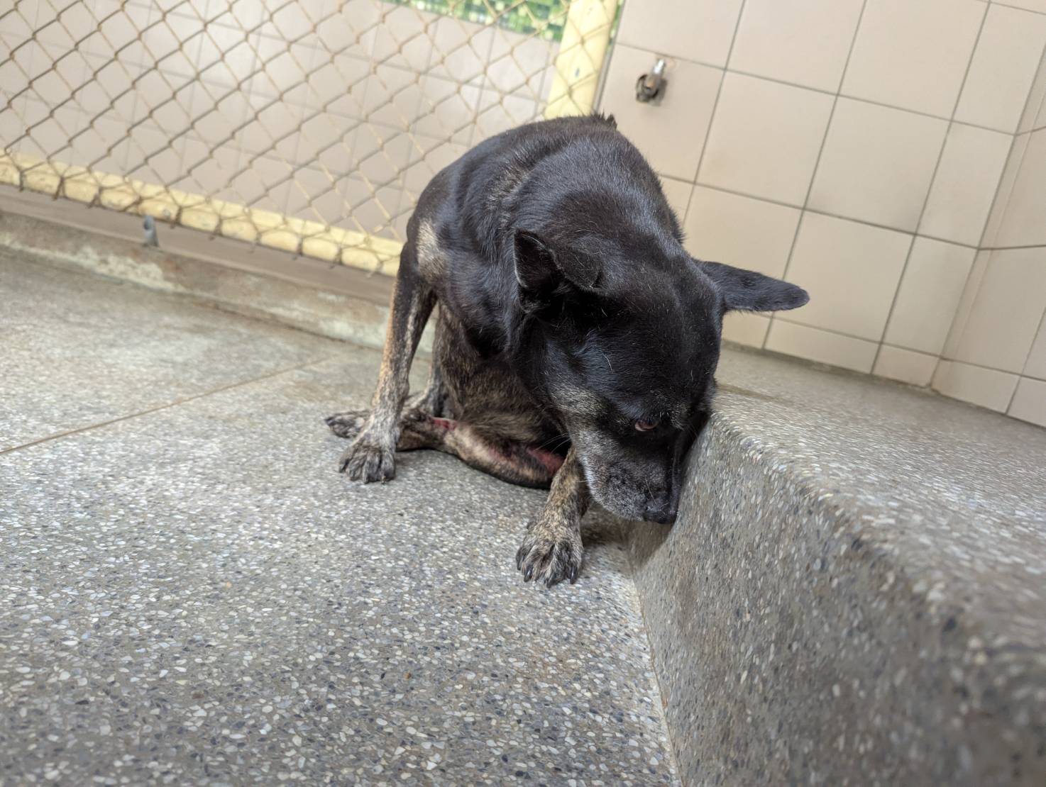 高雄市已領養狗 混種犬