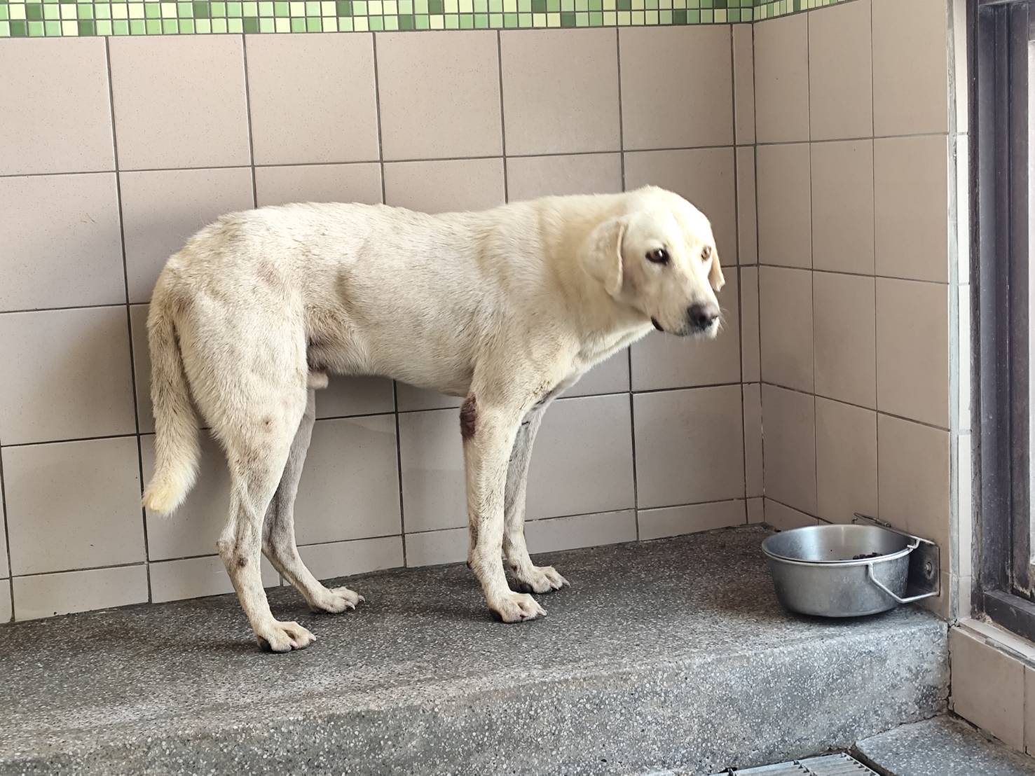 高雄市已領養狗 混種犬