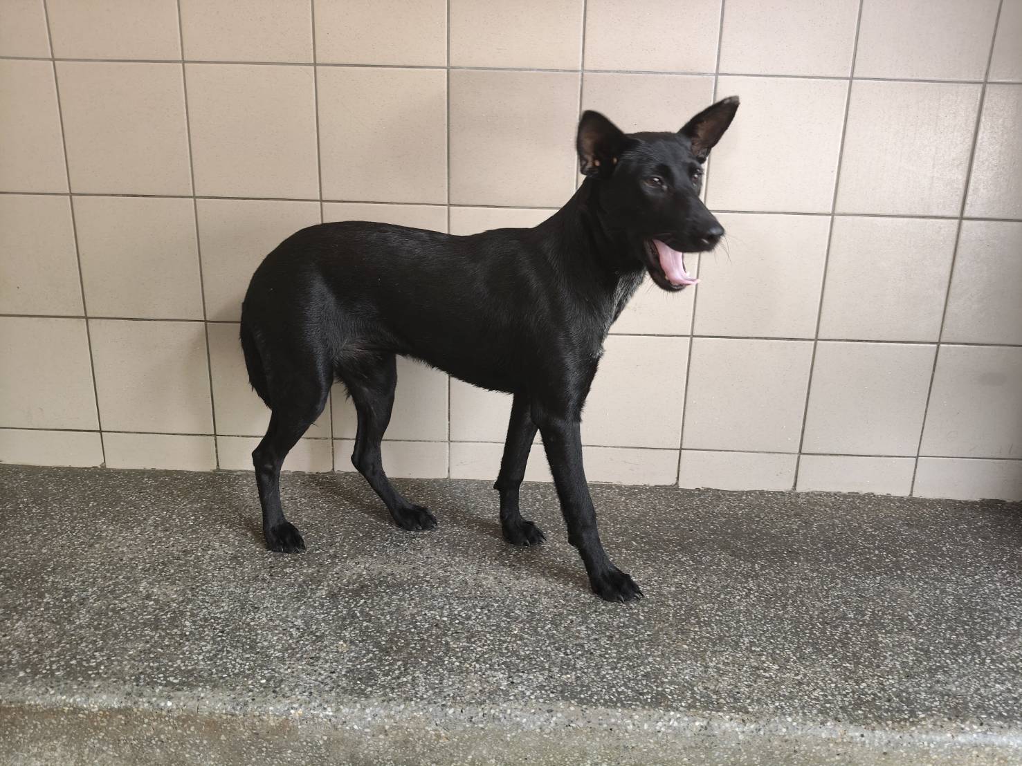 高雄市已領養狗 混種犬