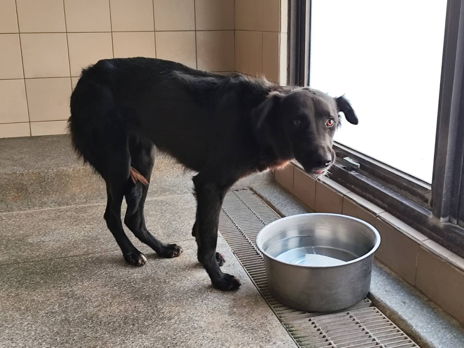 高雄市已領養狗 混種犬